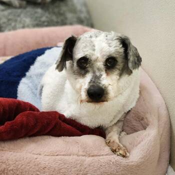 Poodle Dogs Available for Adoption - Bellmont - Chino Hills Location | PetCurious