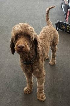 Rescue Labradoodle Dogs for Adoption - Cro | PetCurious