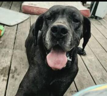 Amara -  Great Dane Dog for Adoption in Catlettsburg, Kentucky - Amara | PetCurious