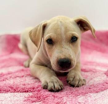 Louie -  Terrier and Mixed Breed Dog for Adoption in Bowling Green, Kentucky - Louie | PetCurious