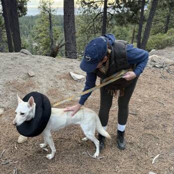 White German Shepherd and Labrador Retriever Dogs Available for Adoption in Incline Village, Nevada - Angelina | PetCurious