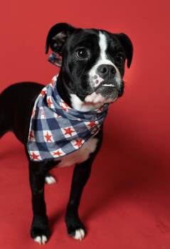 Shay -  Boston Terrier Dog for Adoption in Little Falls, Minnesota - Shay | PetCurious
