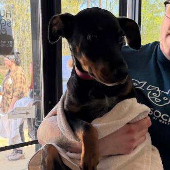 Mixed Breed Dogs Available for Adoption in Walker, Michigan - Stevie | PetCurious