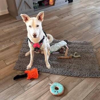 Shepherd Dogs Available for Adoption in Brookshire, Texas - Eedie | PetCurious