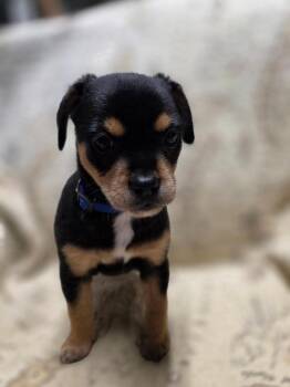 Freese Chi 1 -  Chihuahua and Terrier Dog for Adoption in Saugus, Massachusetts - Freese Chi 1 | PetCurious