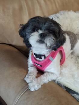 Shih Tzu Dogs Available for Adoption in Oakland, California - Minnie Tonka | PetCurious