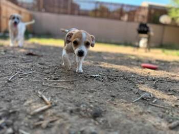 Chunk -  Chihuahua Dog for Adoption in Colorado Springs, Colorado - Chunk | PetCurious