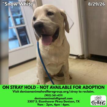Snow White -  Labrador Retriever Dog for Adoption in Denison, Texas - Snow White | PetCurious