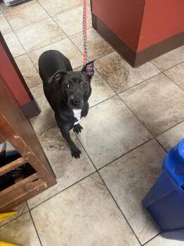 Snack Wrap -  Mixed Breed Dog for Adoption in Cincinnati, Ohio - Snack Wrap | PetCurious