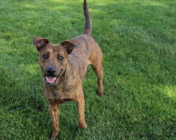 Rescue Pit Bull Terrier Dogs for Adoption in Montrose, Colorado - Decade | PetCurious