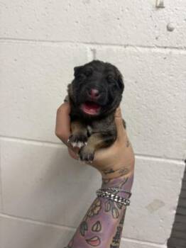 A597002 -  German Shepherd Dog Dog for Adoption in San Bernardino, California - A597002 | PetCurious