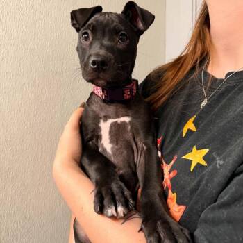 Raybolt -  Mixed Breed Dog for Adoption in Edwardsville, Illinois - Raybolt | PetCurious