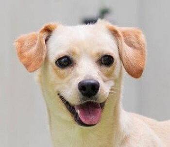 Annie -  Labrador Retriever and Terrier Dog for Adoption in Bloomfield, Connecticut - Annie | PetCurious