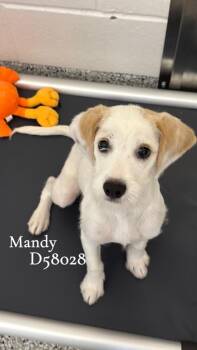 Mandy -  Mixed Breed Dog for Adoption in Clarksville, Tennessee - Mandy | PetCurious