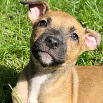 Rescue Pit Bull Terrier and Mixed Breed Dogs for Adoption in Minneapolis, Minnesota - Bonnie | PetCurious