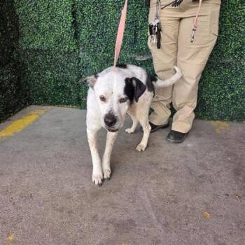 Terrier and Mixed Breed Dogs Available for Adoption in El Paso, Texas - 60789543 | PetCurious