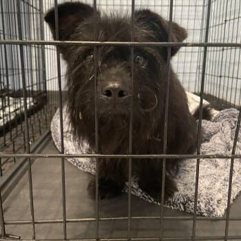 Slinky -  Mixed Breed Dog for Adoption in Port Charlotte, Florida - Slinky | PetCurious