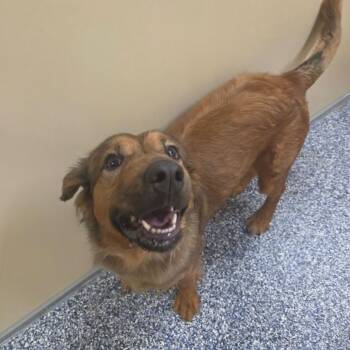 Crouton -  Shepherd and Mixed Breed Dog for Adoption in Binghamton, New York - Crouton | PetCurious