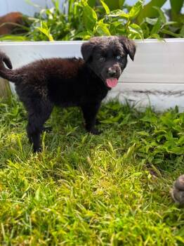 Mixed Breed Dogs Available for Adoption in Murray, Kentucky - Quill | PetCurious
