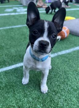 Chihuahua Dogs Available for Adoption - Marley  | PetCurious