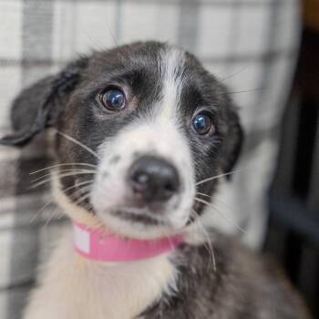 Padme Amidala -  Labrador Retriever and Collie Dog for Adoption in Pawling, New York - Padme Amidala | PetCurious