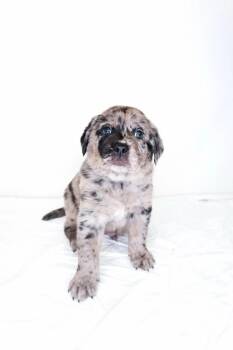 BAM -  Labrador Retriever Dog for Adoption in Bixby, Oklahoma - BAM | PetCurious