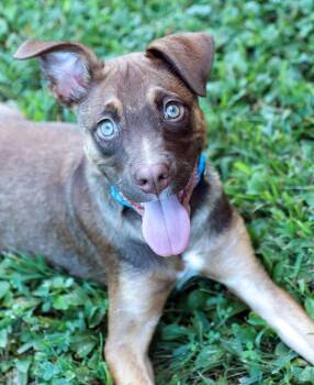 Arlo (AO37491) -  Labrador Retriever Dog for Adoption in Kansas City, Kansas - Arlo (AO37491) | PetCurious