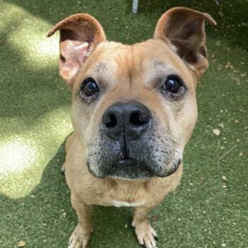 Mia -  Mixed Breed Dog for Adoption in Providence, Rhode Island - Mia | PetCurious