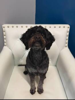 Juliet -  Poodle Dog for Adoption in Washingtonville, New York - Juliet | PetCurious