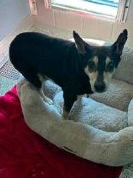 Richard -  Terrier Dog for Adoption in Newport, Kentucky - Richard | PetCurious