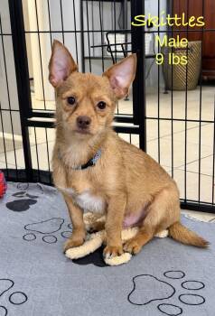 Skittles -  Terrier Dog for Adoption in Kings Mountain, North Carolina - Skittles | PetCurious