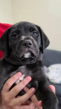 Lemon -  Mixed Breed Dog for Adoption in Lindenhurst, New York - Lemon | PetCurious