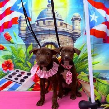 Mixed Breed Dogs Available for Adoption in Fairfax Station, Virginia - Ken | PetCurious