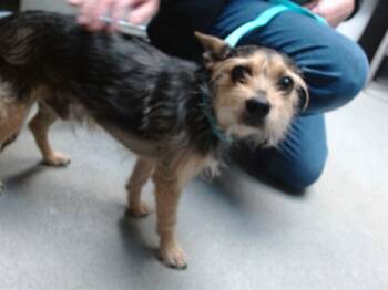 Rescue Chihuahua Dogs for Adoption in Albuquerque, New Mexico - CHANCHO | PetCurious