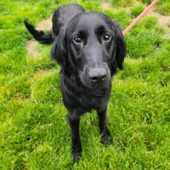Flat Coated Retriever Dogs Available for Adoption in Fort Wayne, Indiana - Shammy | PetCurious