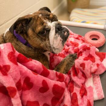 Delilah -  English Bulldog and Mixed Breed Dog for Adoption in Hopkinton, Massachusetts - Delilah | PetCurious
