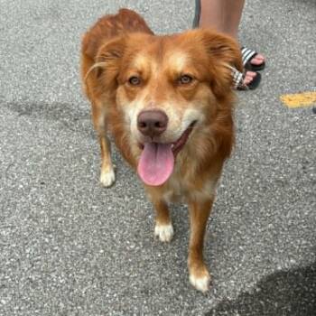 Zorro -  Australian Shepherd Dog for Adoption in Melbourne, Kentucky - Zorro | PetCurious