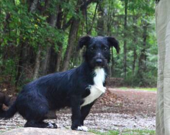 Sox -  Terrier Dog for Adoption in Willingboro, New Jersey - Sox | PetCurious