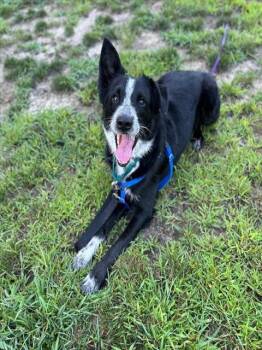 DUKE -  Australian Shepherd Dog for Adoption in Barnstable, Massachusetts - DUKE | PetCurious
