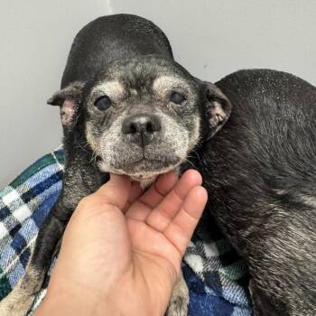 Chihuahua Dogs Available for Adoption - Princess | PetCurious