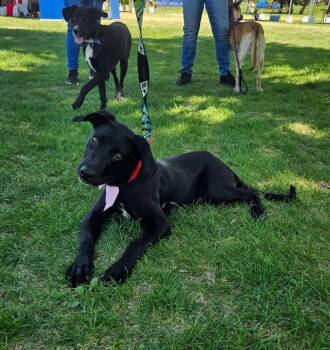 Peyton TX -  Black Labrador Retriever Dog for Adoption in Thornton, Colorado - Peyton TX | PetCurious