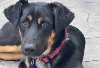 Honey Badger -  Australian Shepherd and Shepherd Dog for Adoption in St. Peters, Missouri - Honey Badger | PetCurious