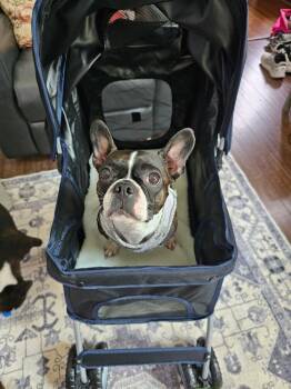 Ruby -  Boston Terrier Dog Available for Adoption in Jackson, Tennessee - Ruby | PetCurious