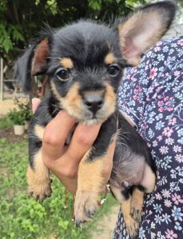 Terrier Dogs Available for Adoption in San Antonio, Texas - MICKEY | PetCurious