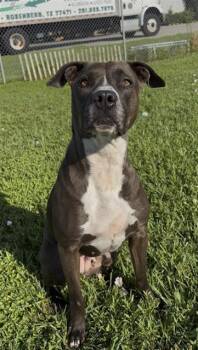 JUNIPER -  Staffordshire Bull Terrier and Mixed Breed Dog for Adoption in Rosenberg, Texas - JUNIPER | PetCurious