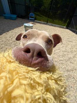Simba -  Pit Bull Terrier Dog for Adoption in Cornwall, Connecticut - Simba | PetCurious
