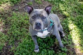 Lulu -  Mixed Breed Dog for Adoption in Vero Beach, Florida - Lulu | PetCurious