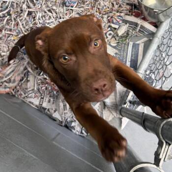 Mixed Breed Dogs Available for Adoption - Coco | PetCurious