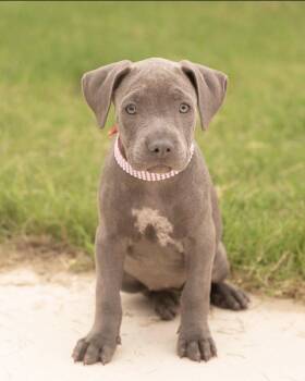 CHARLEE -  Terrier and Labrador Retriever Dog for Adoption in Southaven, Mississippi - CHARLEE | PetCurious