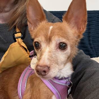 Wand 14637 -  Chihuahua Dog for Adoption in San Francisco, California - Wand 14637 | PetCurious